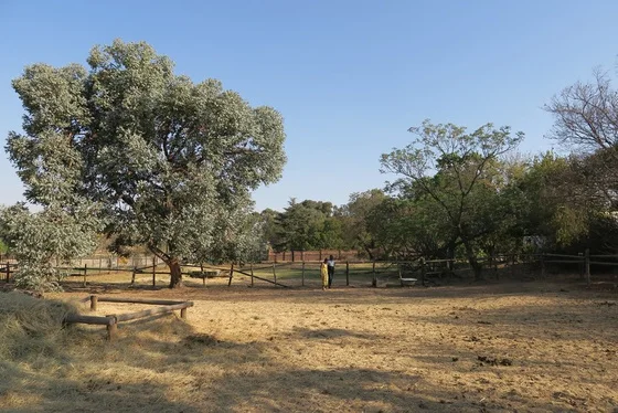 The Linbro Gardens site and its trees